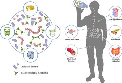 Frontiers | Lactic Acid Bacteria And Bifidobacteria With Potential To ...